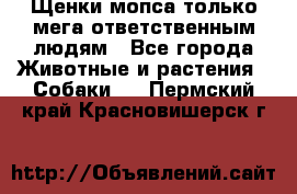 Щенки мопса только мега-ответственным людям - Все города Животные и растения » Собаки   . Пермский край,Красновишерск г.